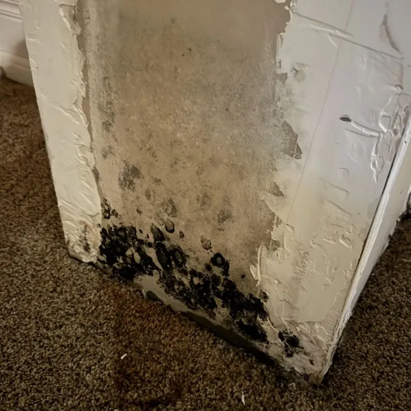 Professional Mold Removal in Cordova, NC